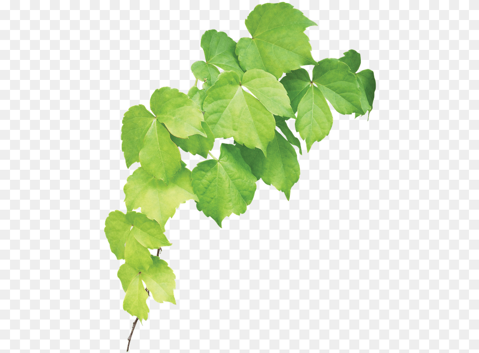 Maple Leaf, Plant, Tree, Vine, Green Png