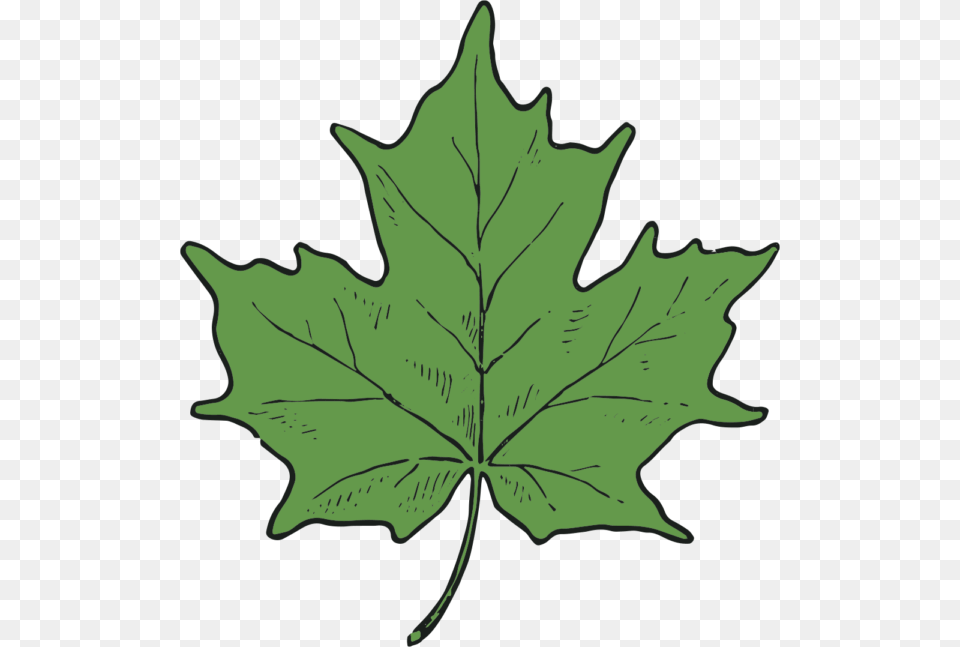 Maple Leaf And Seed Clip Art Clip Art Department, Maple Leaf, Plant, Tree Png