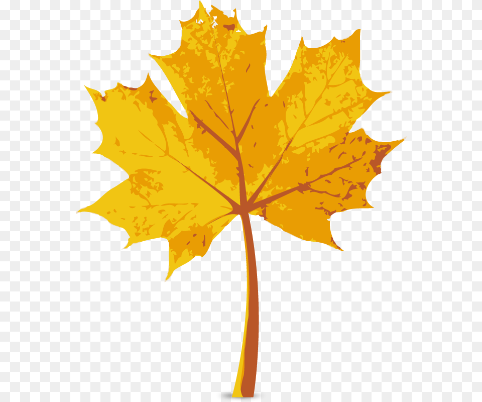 Maple Leaf Autumn Autumn Leaves, Plant, Tree, Maple Leaf Free Png Download