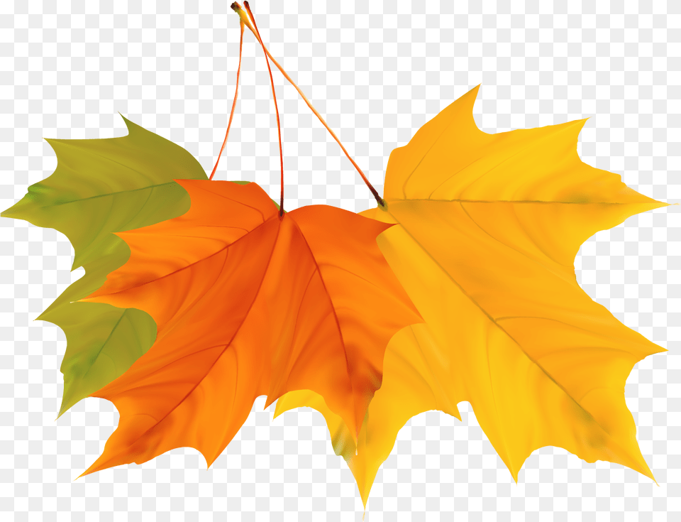 Maple Leaf Autumn Autumn Leaves Vector, Plant, Tree, Maple Leaf, Person Free Png