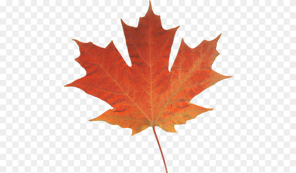 Maple Leaf Autumn Color Canada Real Pictures Of Leaves, Plant, Tree, Maple Leaf Free Png