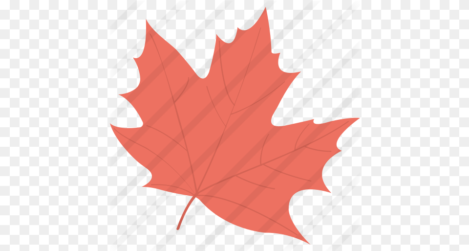 Maple Leaf Autumn Leaves Stickers, Maple Leaf, Plant, Tree, Person Free Png Download