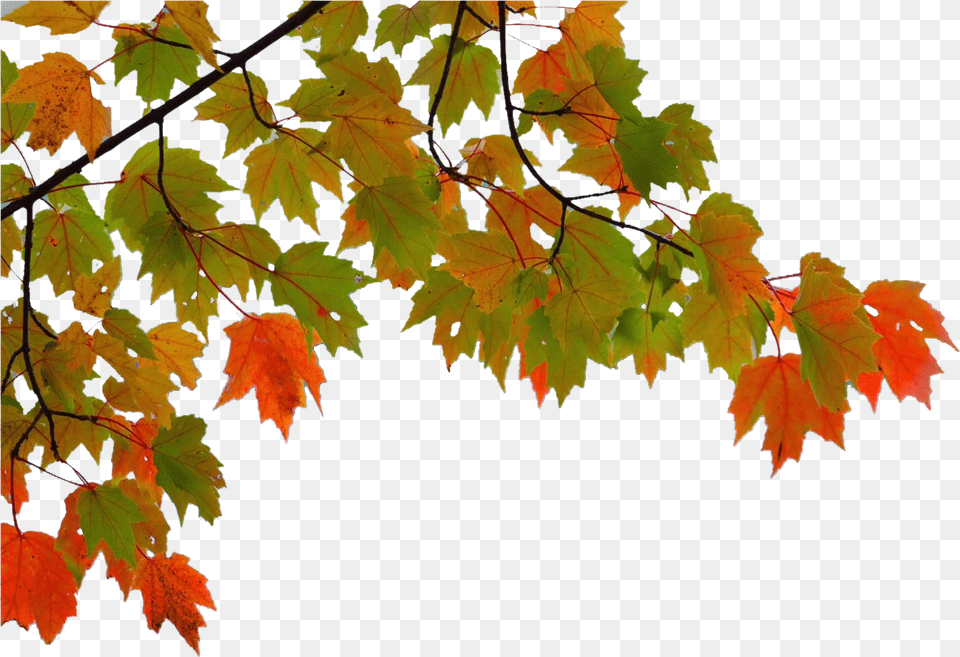 Maple Leaf Autumn Maple Leaf Branch Transparent, Plant, Tree Free Png Download