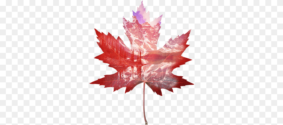 Maple Leaf Canada Art, Plant, Tree, Maple Leaf, Animal Free Png