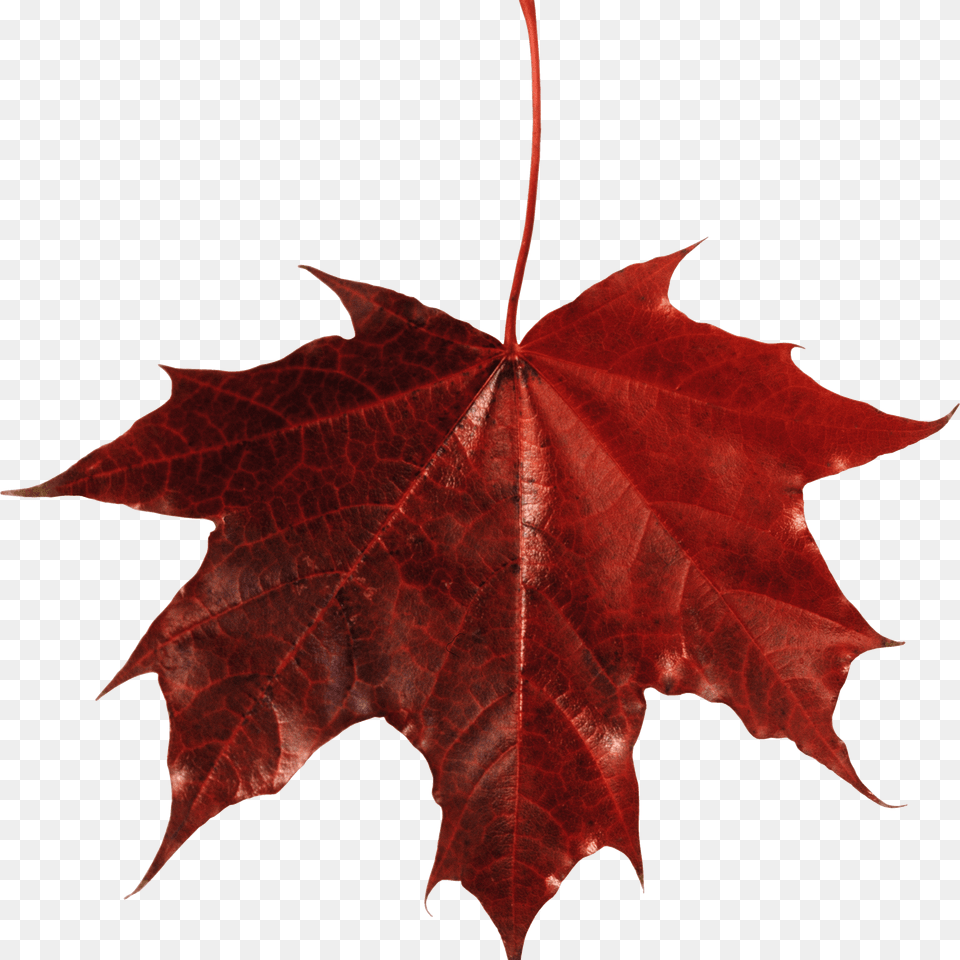 Maple Leaf Canada Fall Leaf Transparent Background, Plant, Tree, Maple Leaf Png Image