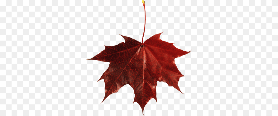 Maple Leaf Canada Transparent, Plant, Tree, Maple Leaf Png Image