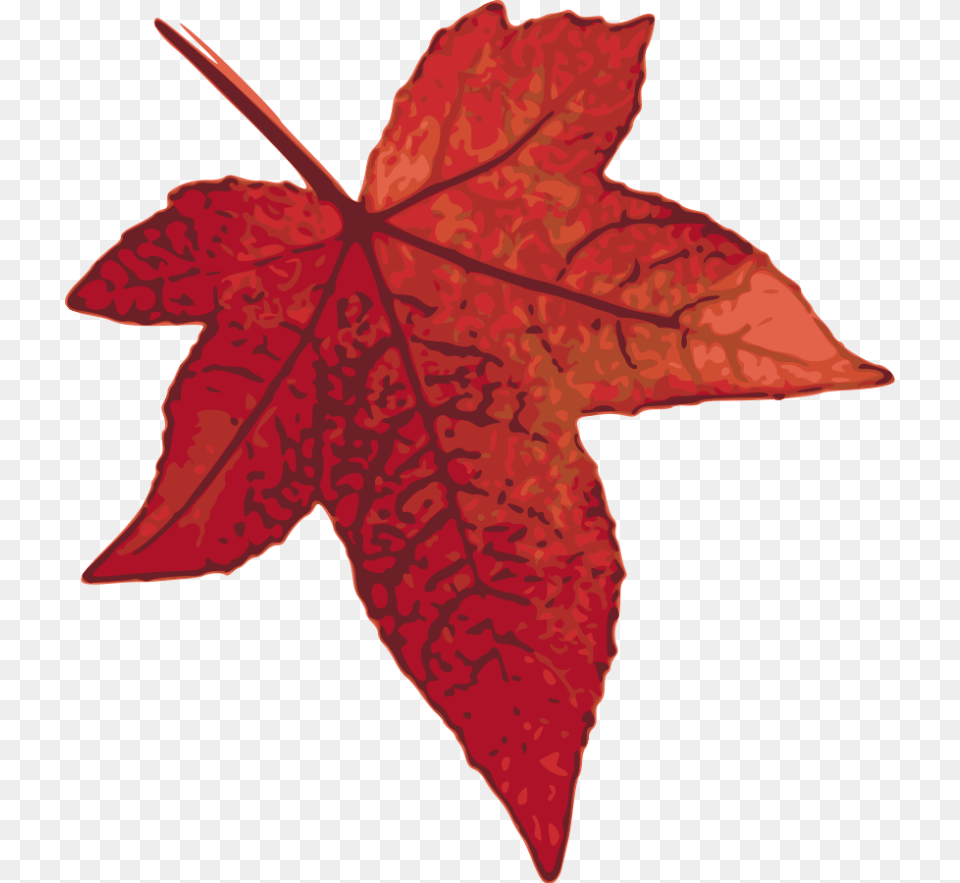 Maple Leaf Clip Art, Plant, Tree, Maple Leaf Free Png Download
