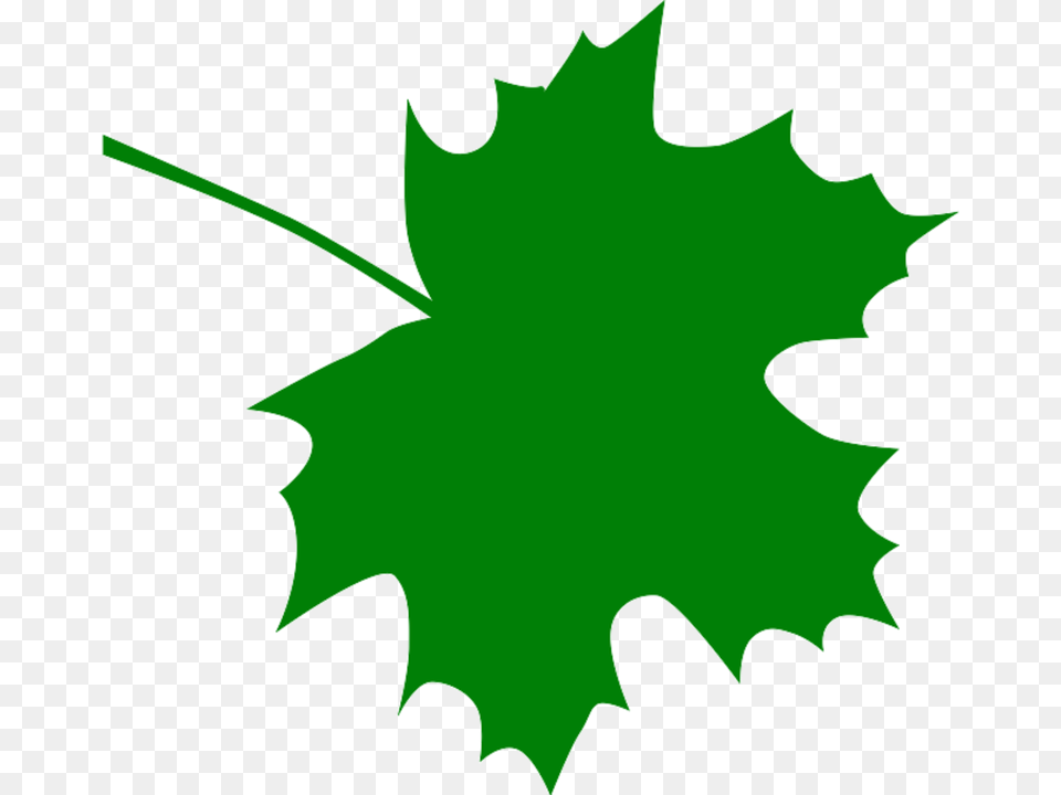 Maple Leaf Clip Art, Maple Leaf, Plant, Tree, Person Free Png Download