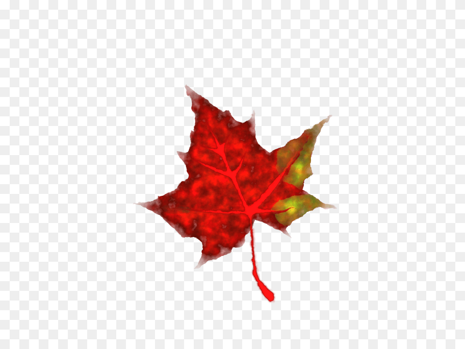 Maple Leaf Clip Art, Plant, Tree, Maple Leaf, Person Free Transparent Png