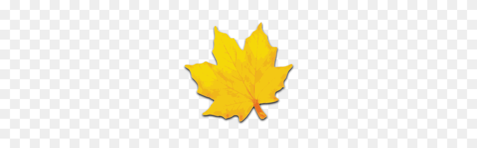 Maple Leaf Clip Art, Maple Leaf, Plant, Tree, Person Free Png Download