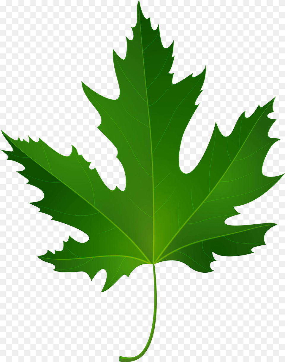 Maple Leaf Clip Art, Plant, Tree, Maple Leaf, Person Free Png