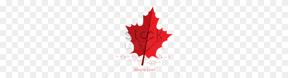Maple Leaf Clip Art Clipart, Maple Leaf, Plant, Tree, Dynamite Png Image