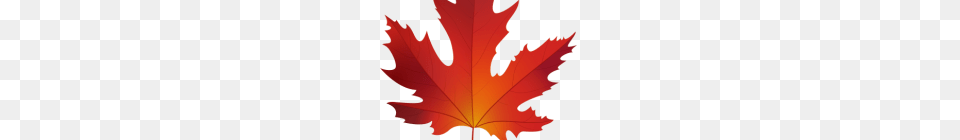 Maple Leaf Clip Art Pin Leaf Clipart Sycamore Tree Silver Maple, Plant, Maple Leaf Free Png
