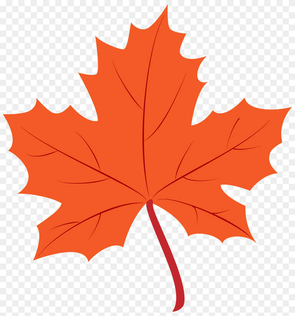 Maple Leaf Clipart, Maple Leaf, Plant, Tree, Animal Png Image