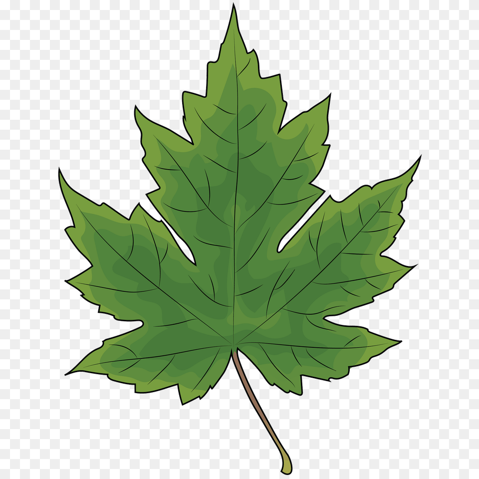 Maple Leaf Clipart, Plant, Tree, Maple Leaf Png