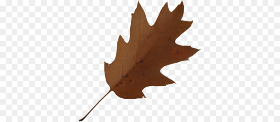 Maple Leaf Clipart Brown, Plant, Tree, Maple Leaf, Animal Png Image