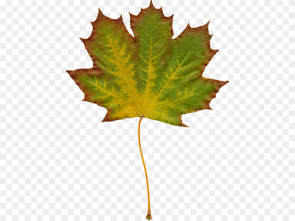 Maple Leaf Clipart Clip Art Clipart, Plant, Tree, Maple Leaf Free Png