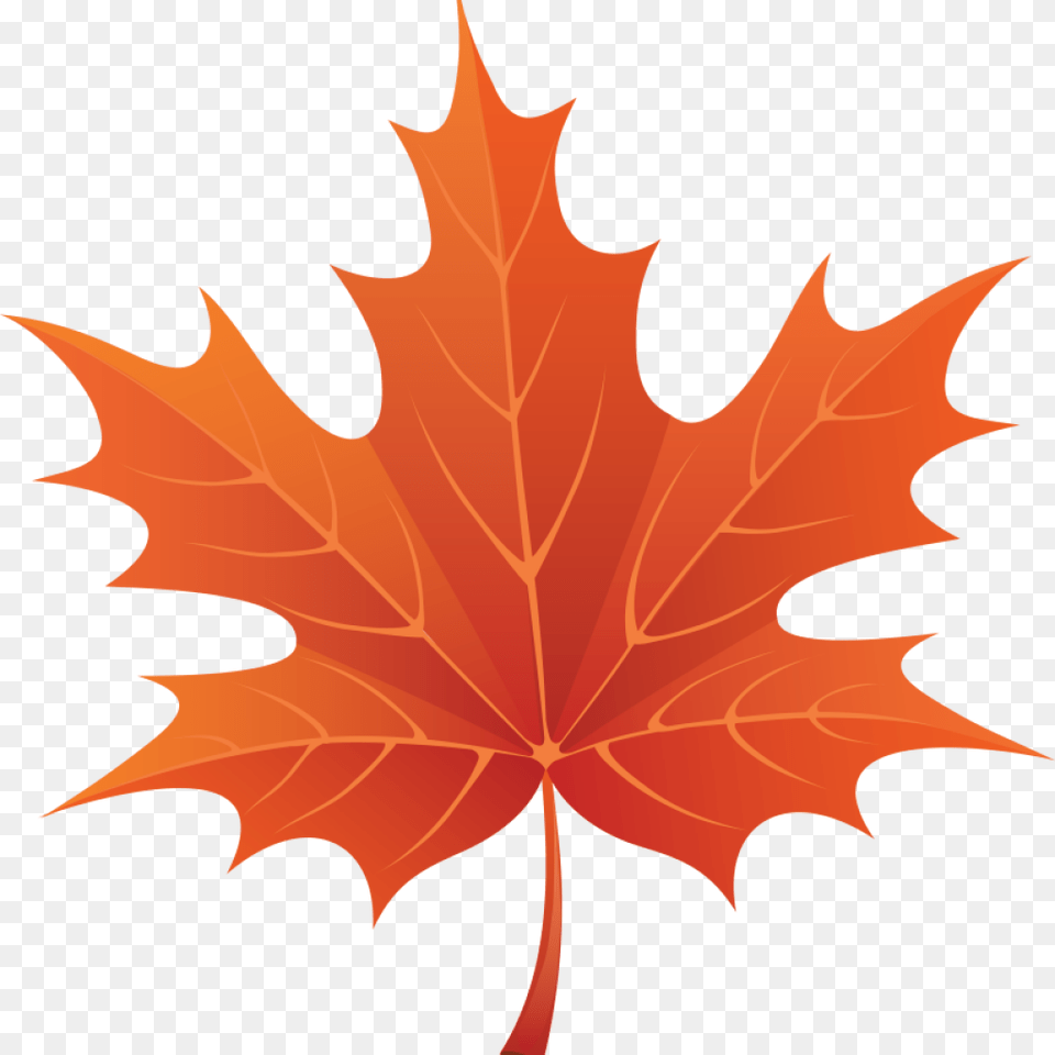 Maple Leaf Clipart Clip Art Clipartion Com Clipartix Classroom, Plant, Tree, Maple Leaf, Person Free Png