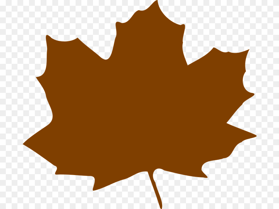 Maple Leaf Clipart Graphic, Maple Leaf, Plant, Tree, Person Free Transparent Png