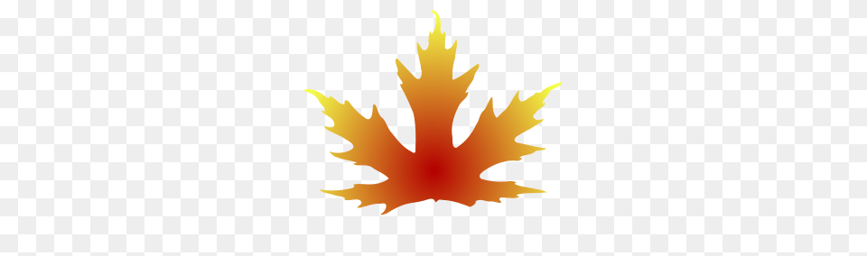Maple Leaf Clipart Group With Items, Maple Leaf, Plant, Person, Tree Free Png