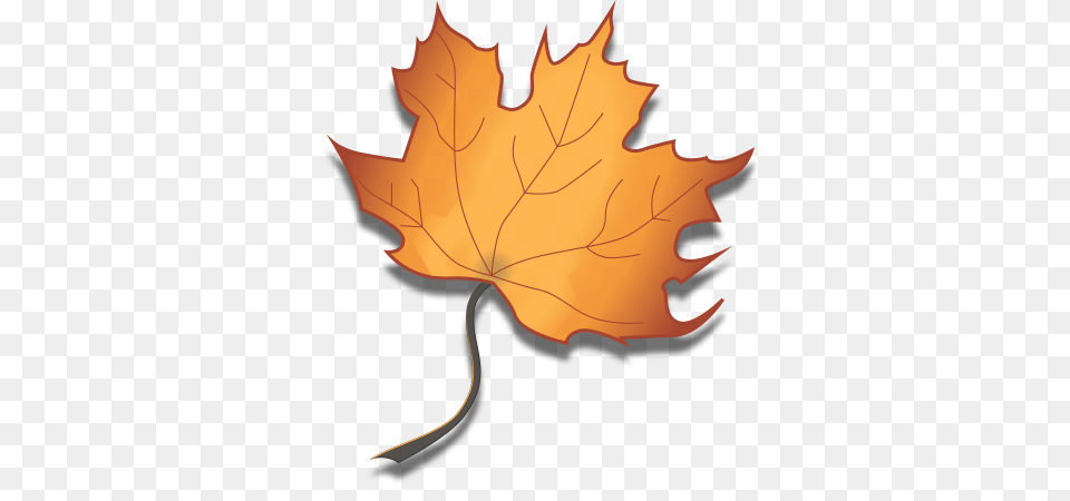 Maple Leaf Clipart Maple Syrup, Maple Leaf, Plant, Tree, Person Free Png Download