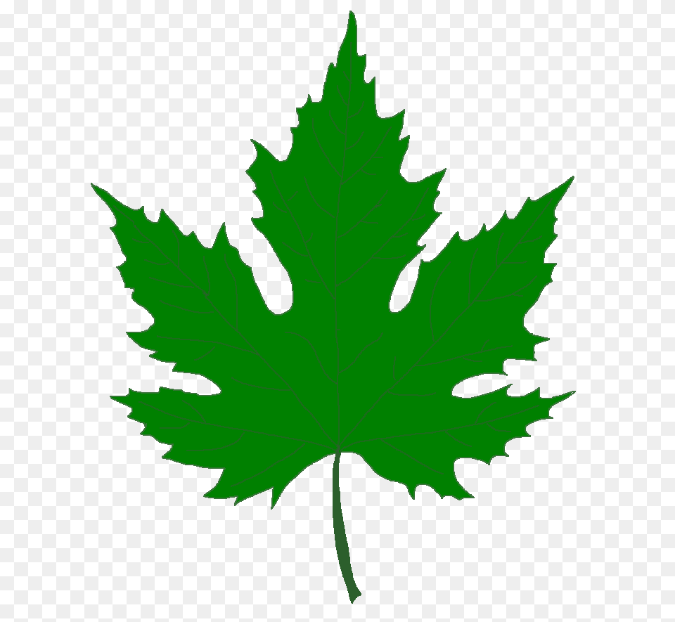 Maple Leaf Clipart Real, Plant, Maple Leaf, Tree, Person Free Transparent Png