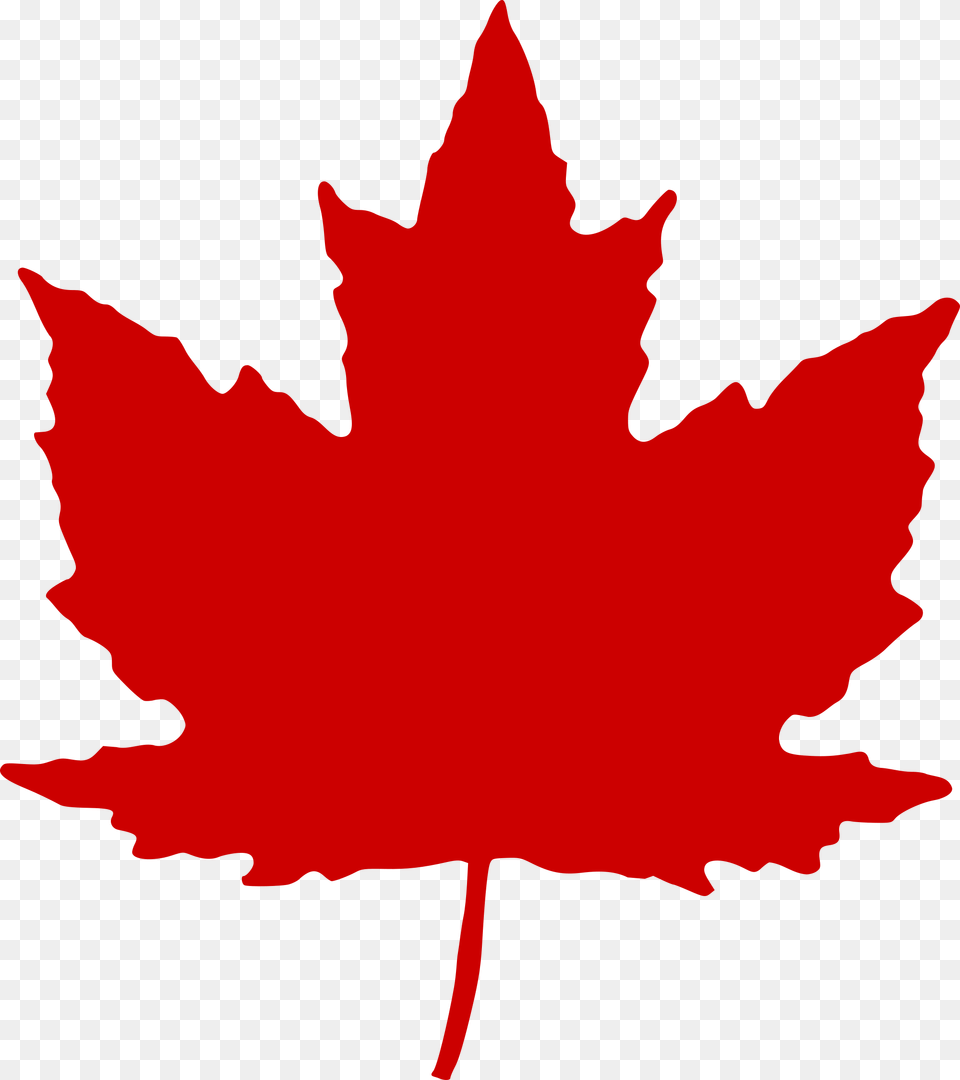 Maple Leaf Clipart Transparent, Maple Leaf, Plant, Tree, Person Free Png