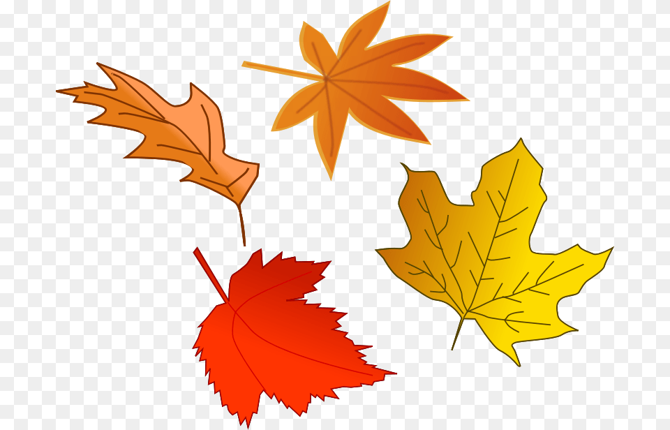 Maple Leaf Clipart Transparent Background Collection, Plant, Tree, Maple Leaf, Person Free Png Download