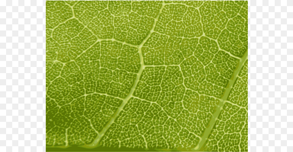 Maple Leaf Close Up Leaf Bitmap Texture, Plant, Green Free Png Download