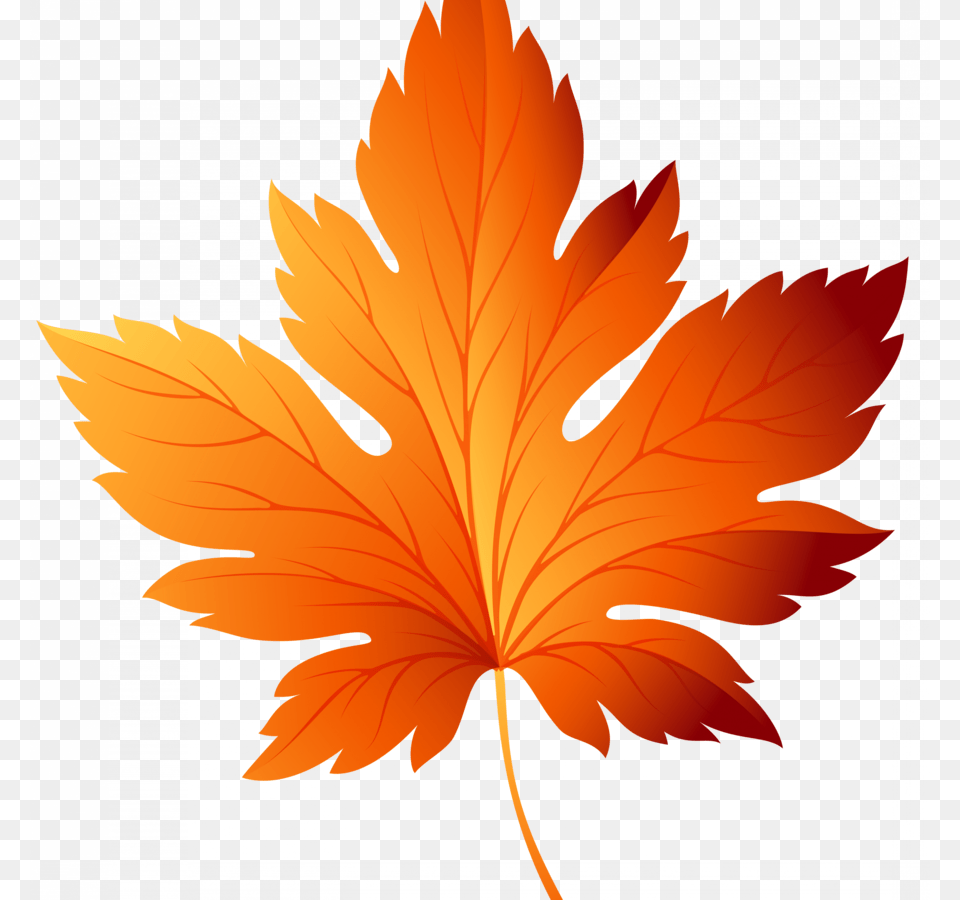 Maple Leaf Colors Fall Pictures, Plant, Tree, Maple Leaf, Person Free Transparent Png
