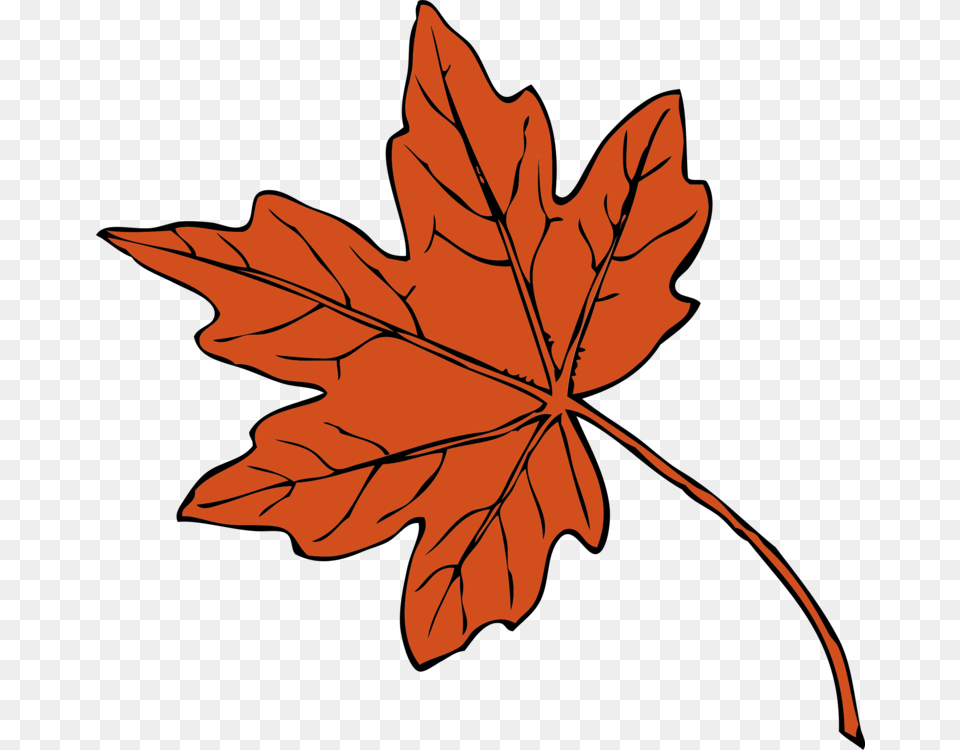 Maple Leaf Drawing Autumn Leaf Color Red Maple, Plant, Tree, Maple Leaf, Person Png