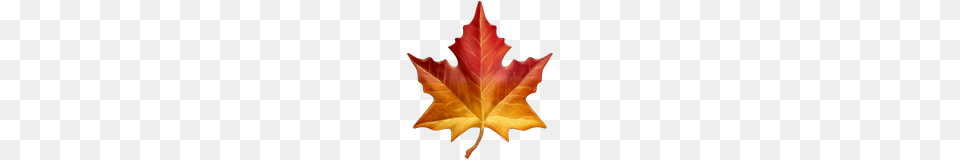 Maple Leaf Emoji On Apple Ios, Plant, Tree, Maple Leaf Free Transparent Png