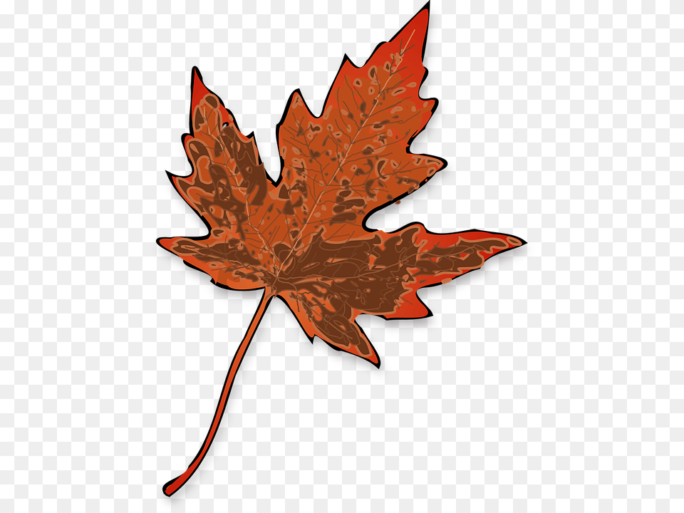 Maple Leaf Fall Yellow Brown Decay Nature Autumn, Plant, Tree, Maple Leaf, Person Free Png Download