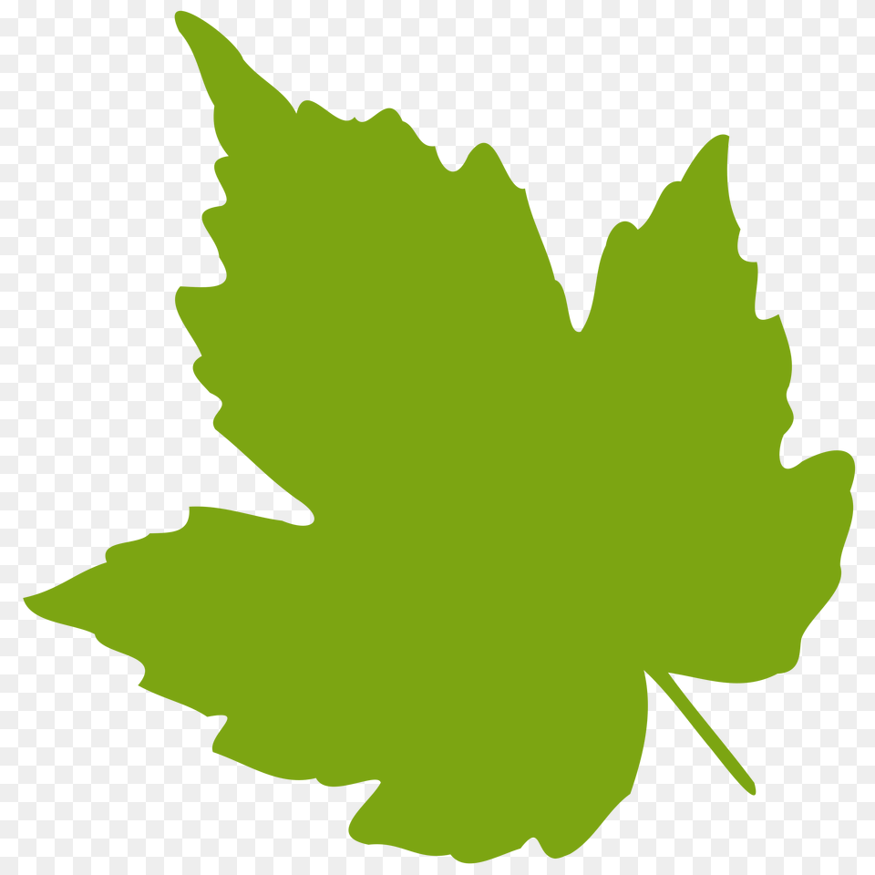 Maple Leaf Foliage Grape Leaf Clipart, Plant, Maple Leaf, Person, Tree Free Transparent Png