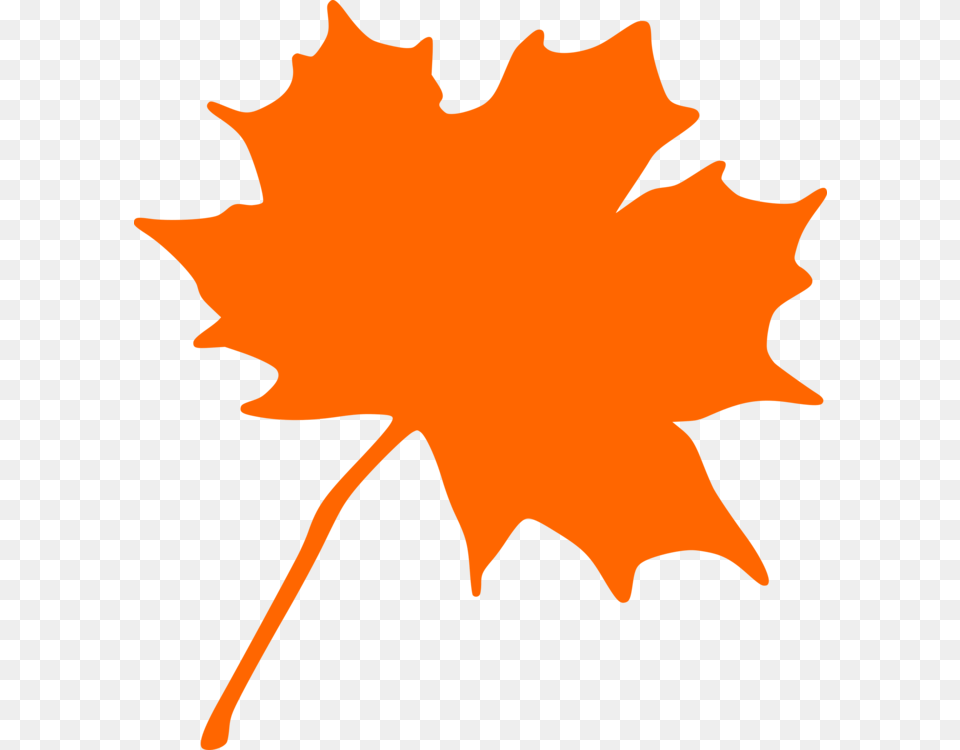 Maple Leaf Green Autumn Leaf Color, Maple Leaf, Plant, Tree, Person Png Image