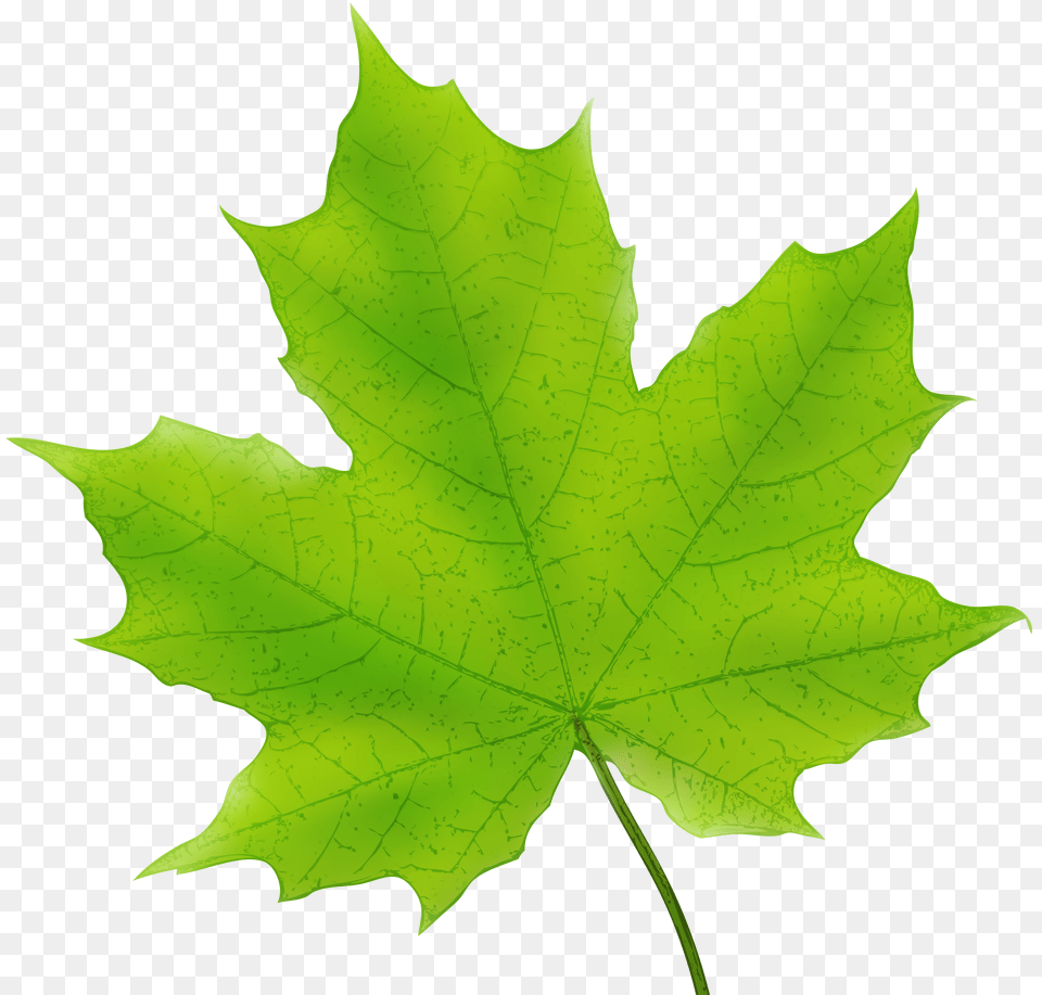 Maple Leaf Green Clip Art, Berry, Plant, Fruit, Food Png