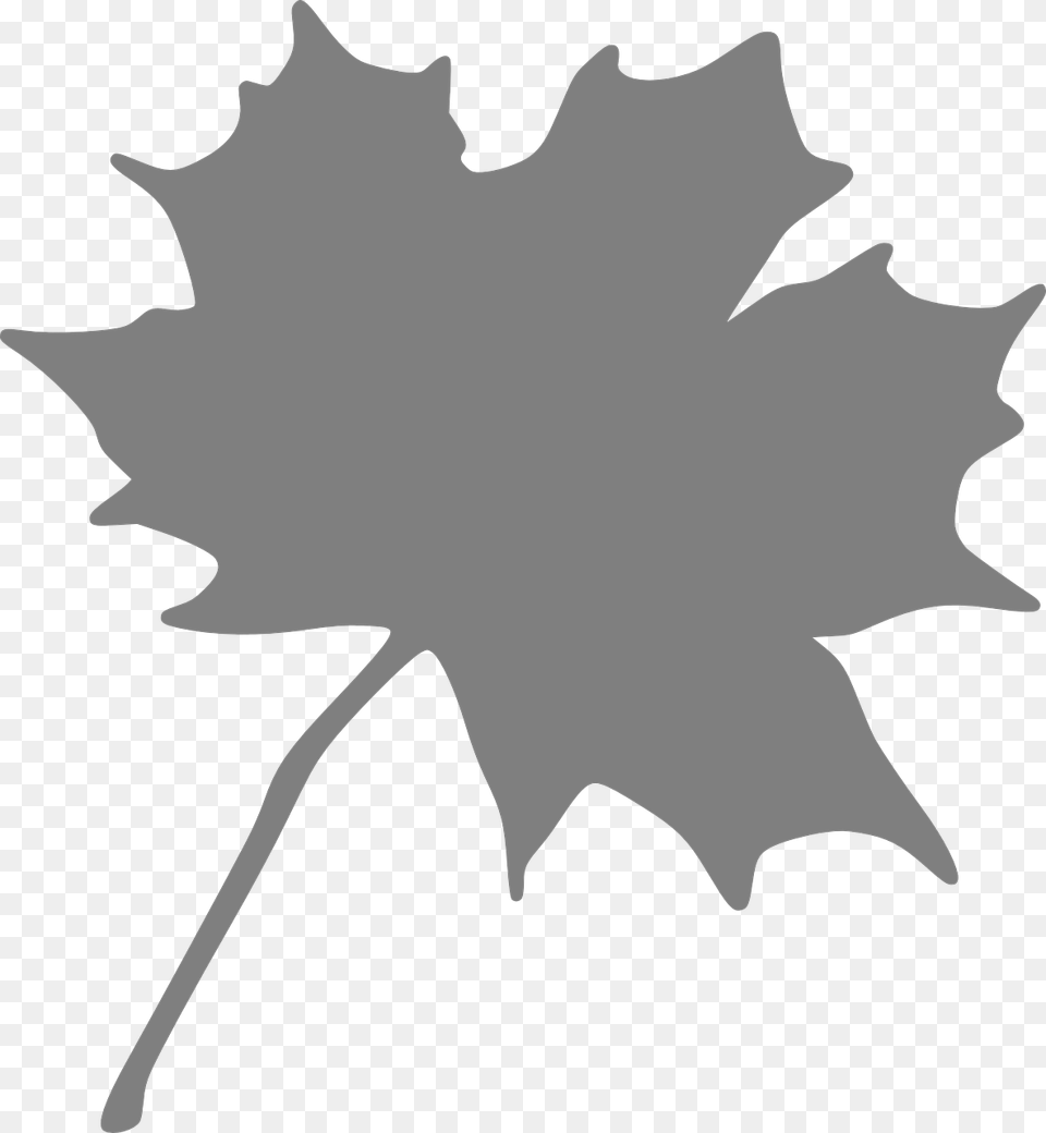 Maple Leaf Grey Free Picture Orange Maple Leaf Clipart, Maple Leaf, Plant, Person Png Image