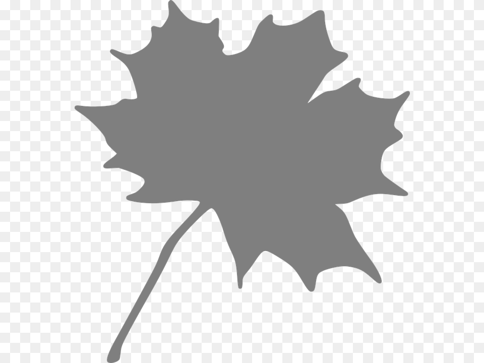 Maple Leaf Grey Orange Maple Leaf Clipart, Maple Leaf, Plant, Person Png