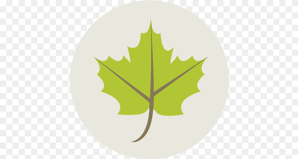 Maple Leaf Icon Autumn Icon, Maple Leaf, Plant, Tree Png
