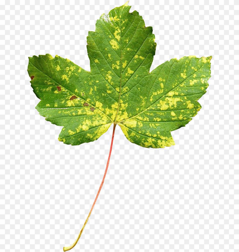 Maple Leaf Image Leaf, Plant, Tree Free Png