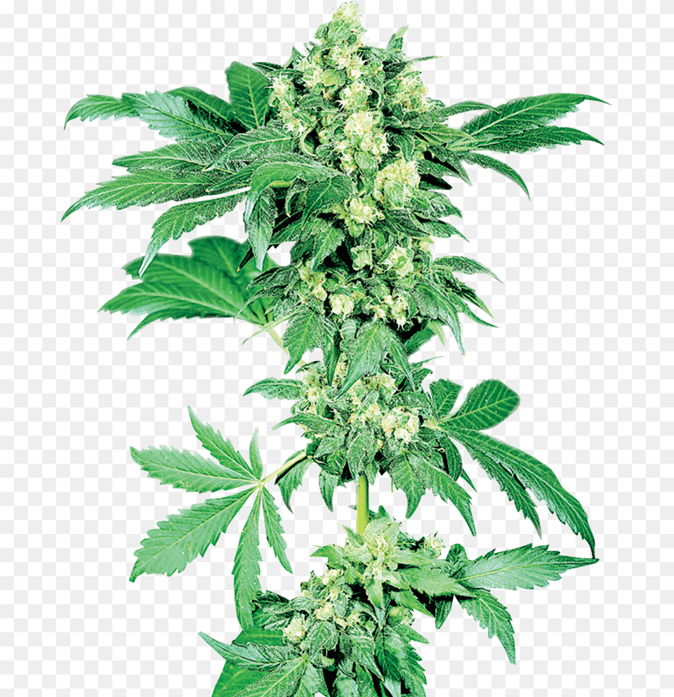 Maple Leaf Indica Afghani Sensi Seeds, Plant, Hemp, Green, Grass Free Transparent Png