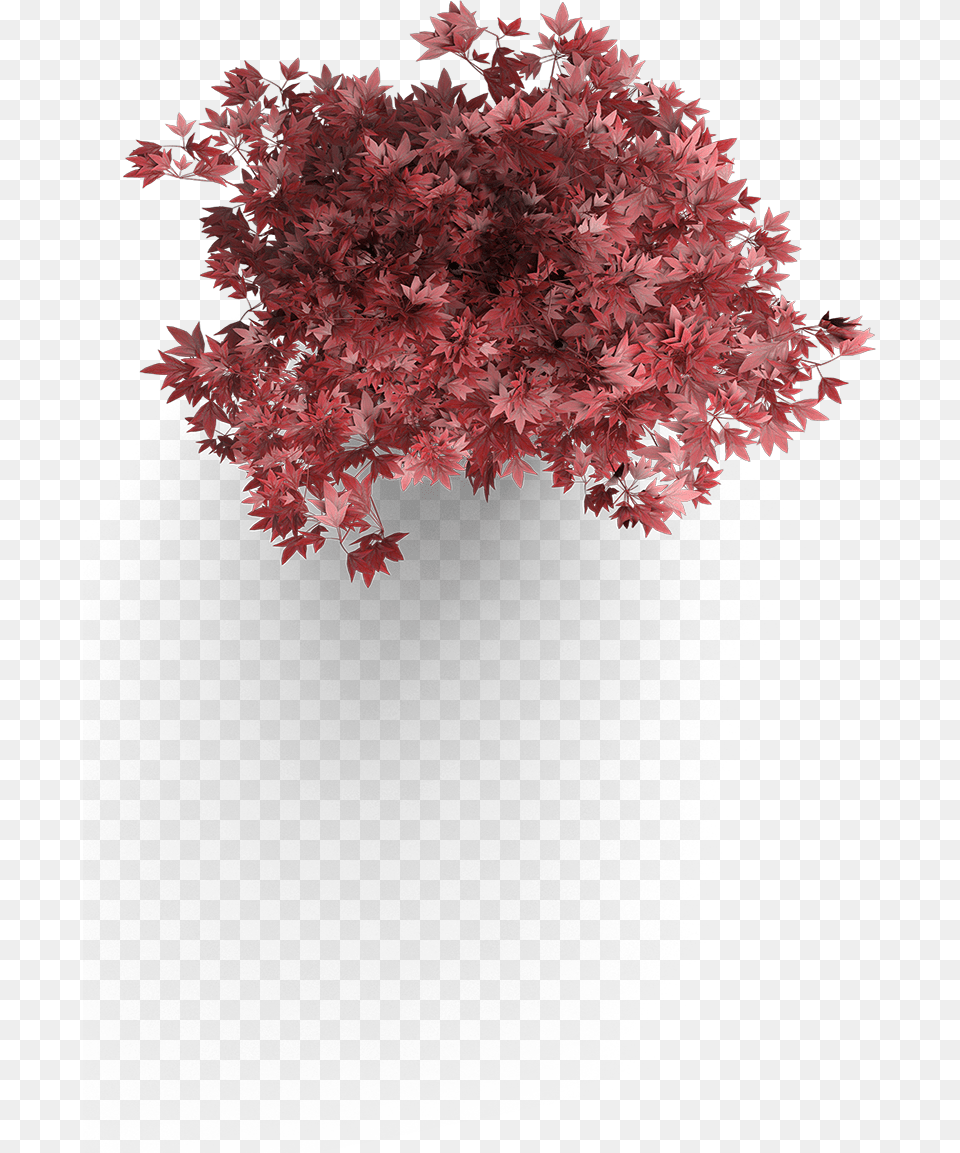 Maple Leaf Japanese Maple Plan View, Plant, Tree, Flower Free Png