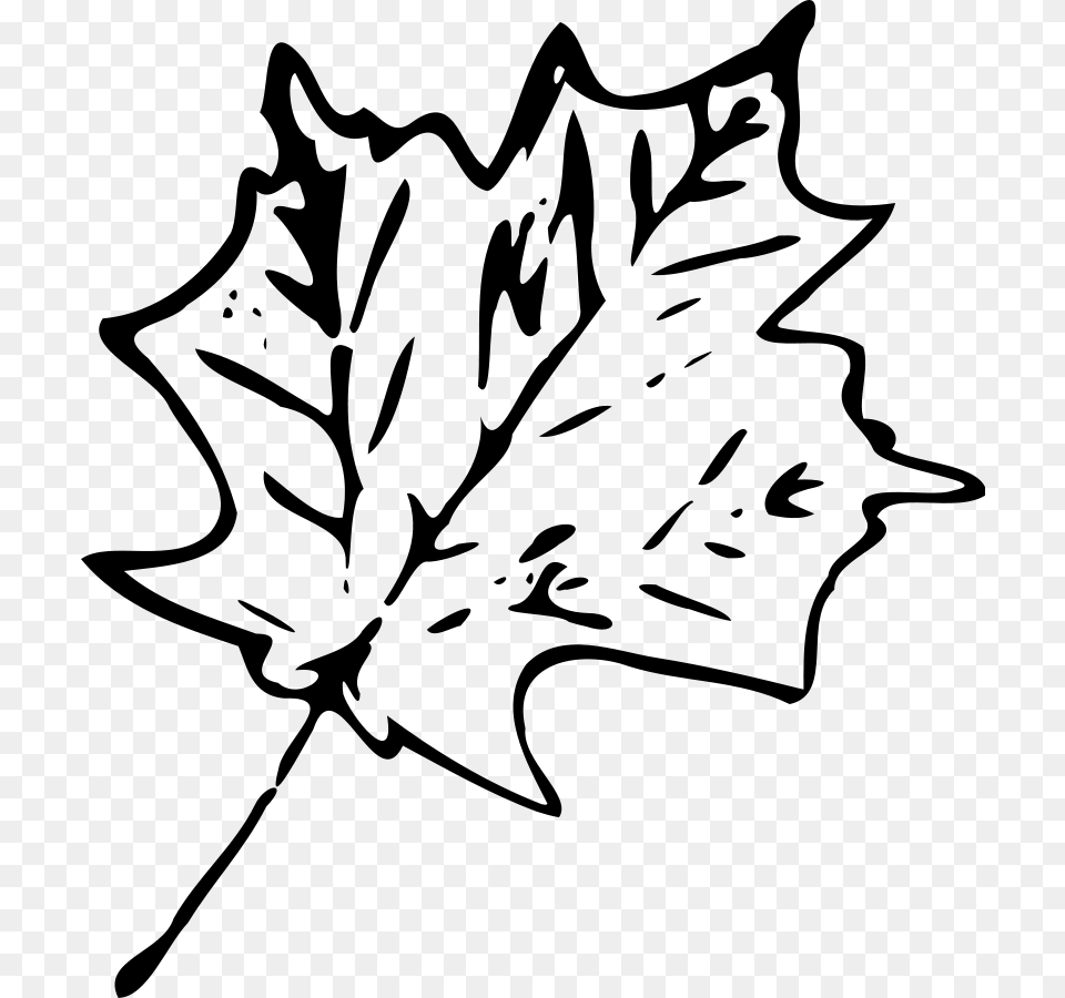 Maple Leaf Large Size, Gray Free Transparent Png
