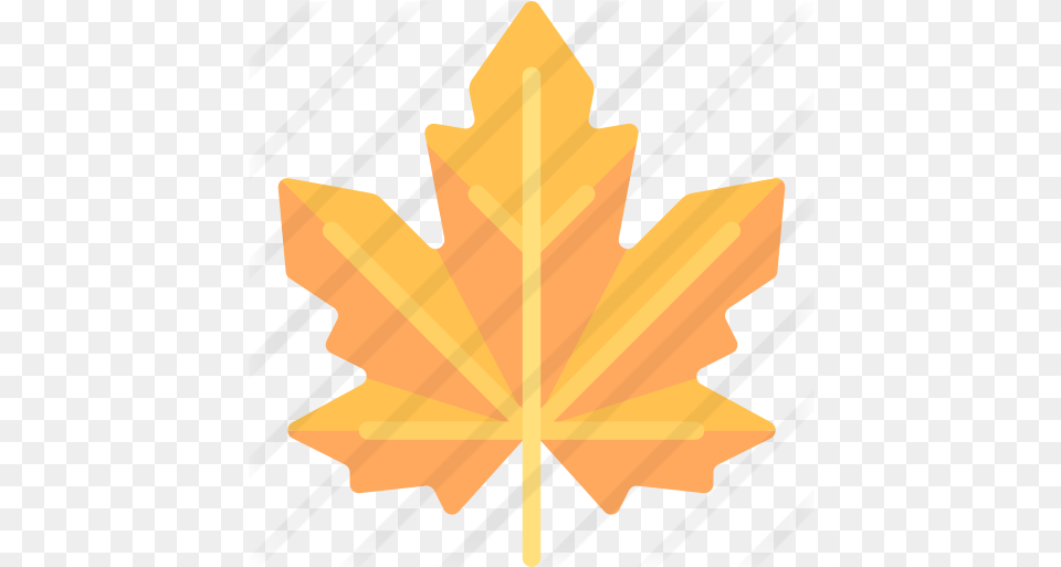 Maple Leaf Lovely, Maple Leaf, Plant, Tree, Person Free Transparent Png