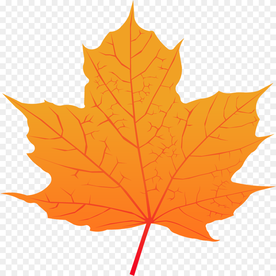 Maple Leaf Maple Leaf Vector, Plant, Tree, Maple Leaf, Person Png