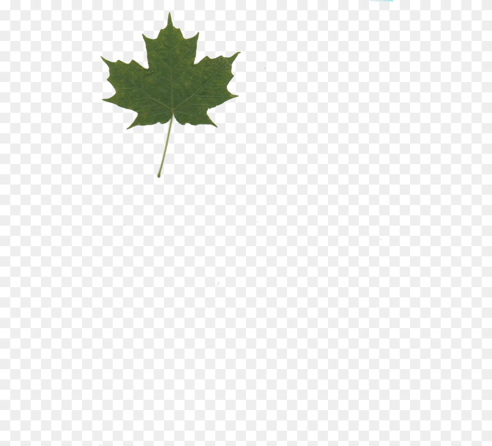 Maple Leaf No Background, Plant, Tree, Maple Leaf Free Png
