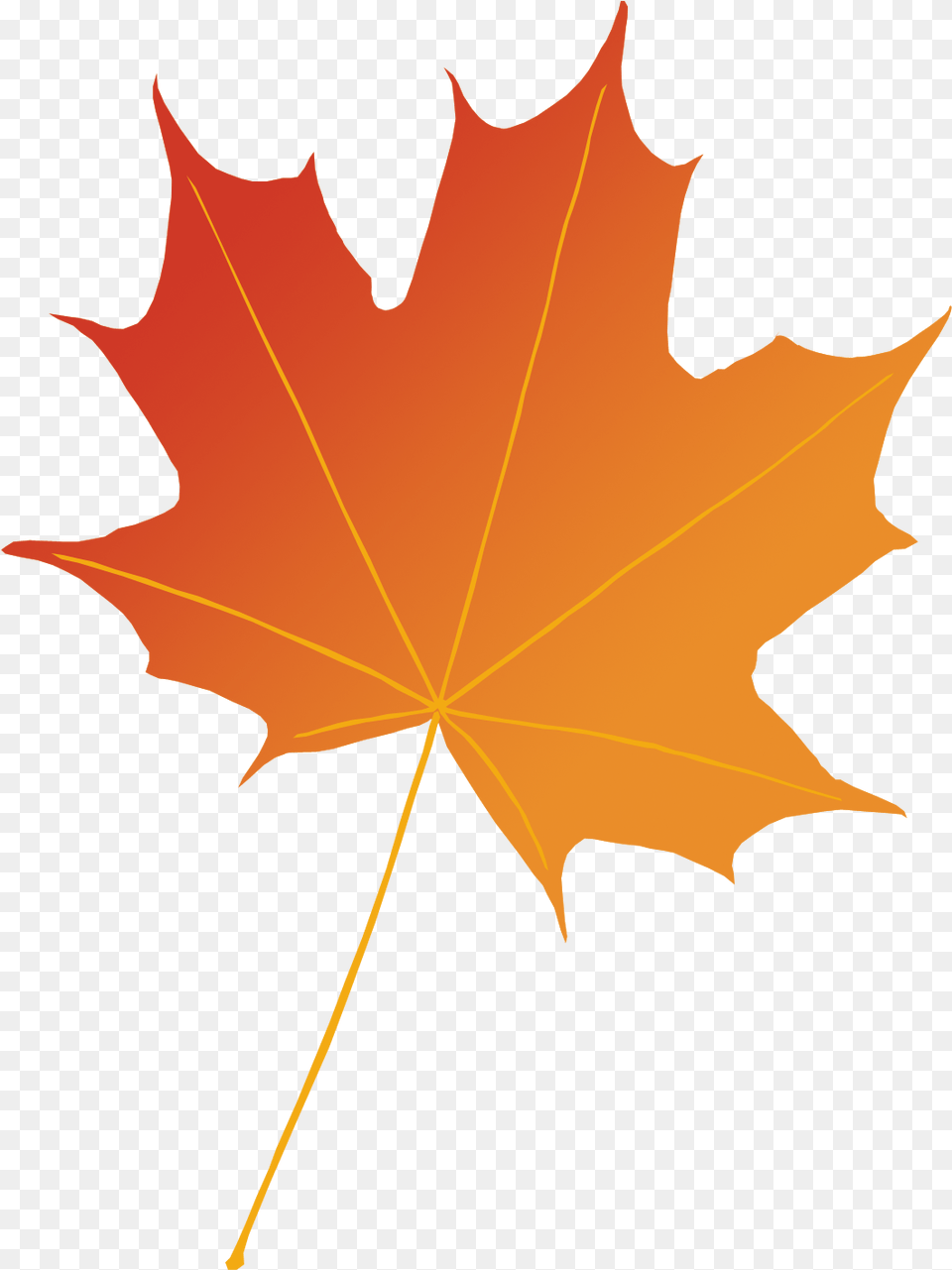 Maple Leaf Photography Illustration Autumn Maple Leaf, Maple Leaf, Plant, Tree, Person Free Transparent Png
