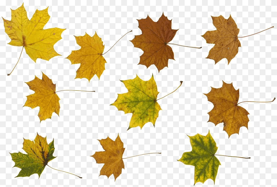 Maple Leaf Photos Maple Leaf, Oak, Plant, Sycamore, Tree Free Png Download