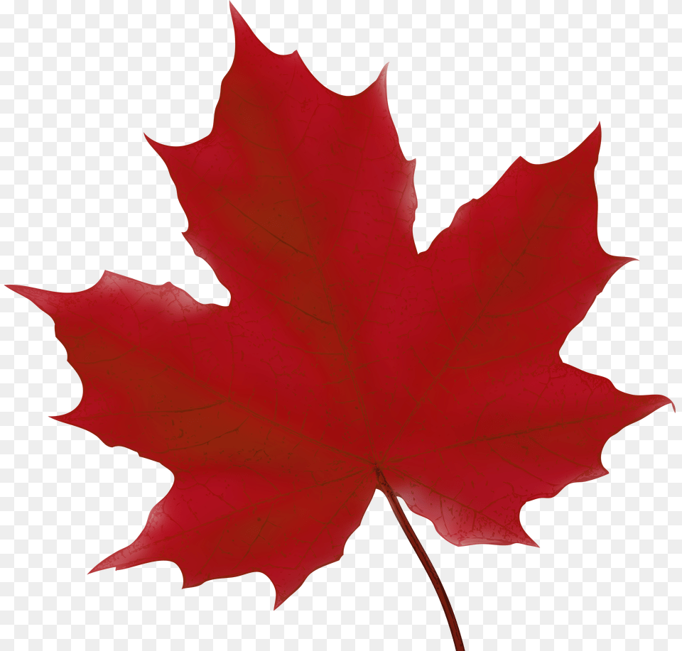 Maple Leaf Red Clip Art Free Transparent Png