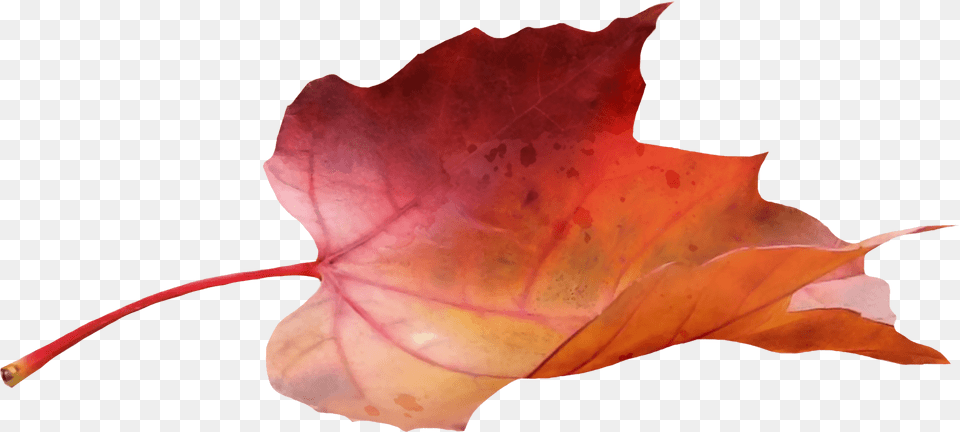 Maple Leaf Side View, Plant, Tree, Maple Leaf Free Transparent Png